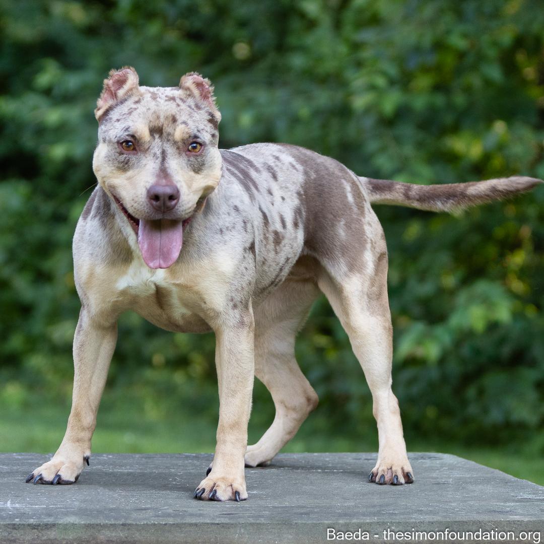 Enlarge Vaeda, a Adoptable mixed breed in Bloomfield, CT image 5/6