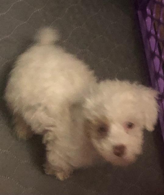 Enlarge Beeker, a ADOPTABLE Aussiedoodle in Colleyville, TX image 3/3