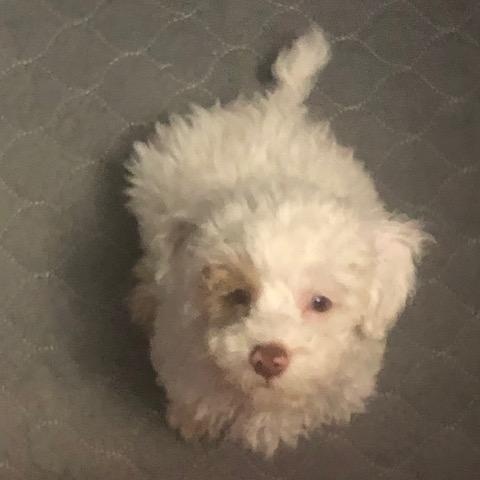 Beeker, ADOPTABLE, Puppy Male Aussiedoodle.