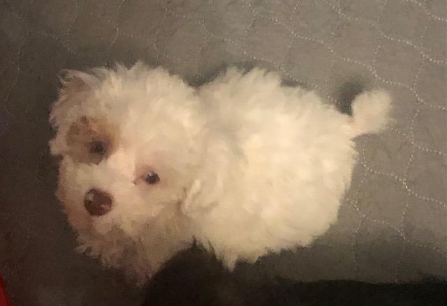 Enlarge Beeker, a ADOPTABLE Aussiedoodle in Colleyville, TX image 2/3