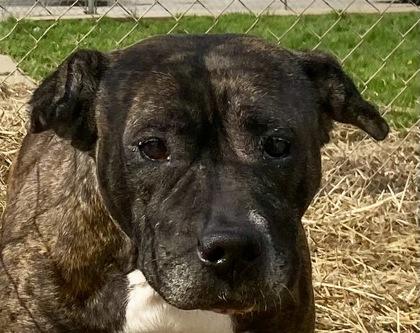 Sofia, ADOPTABLE, Adult Female Pit Bull Terrier.