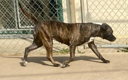 Enlarge Sofia, a ADOPTABLE Pit Bull Terrier in Glasgow, KY image 2/3