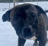Enlarge Sofia, a ADOPTABLE Pit Bull Terrier in Glasgow, KY image 1/2