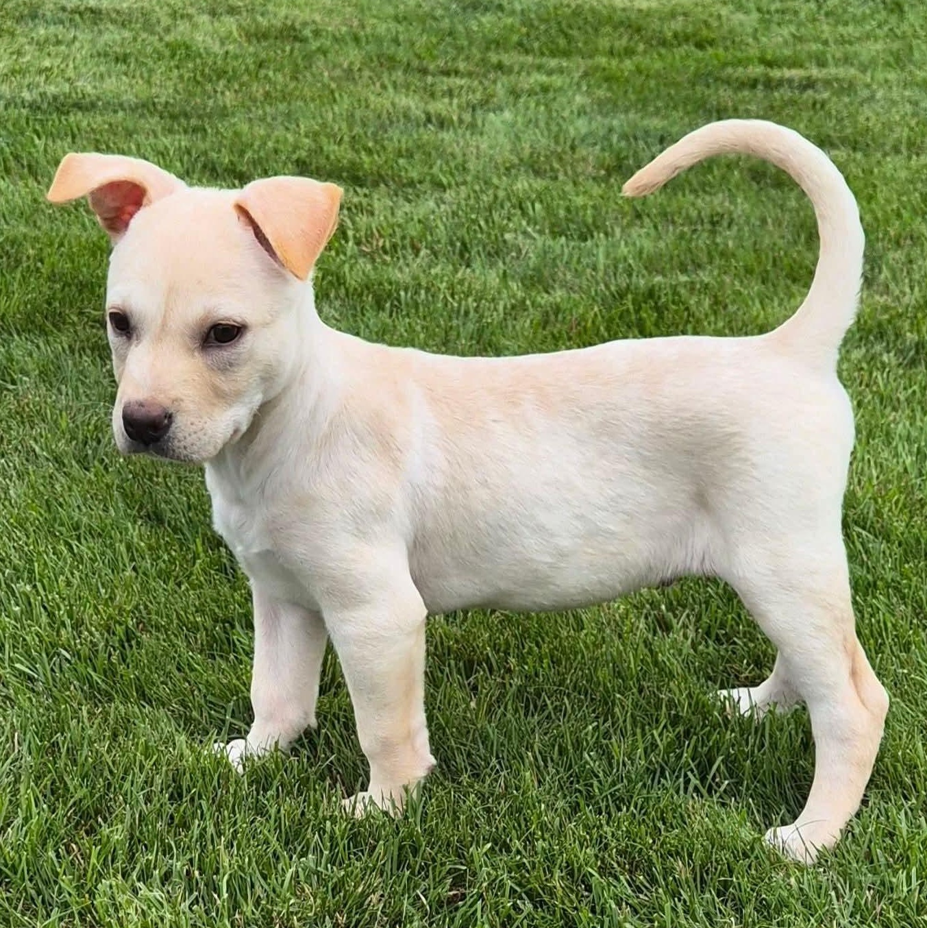 Enlarge Maverick, a Adoptable mixed breed in Kentwood, MI image 3/6