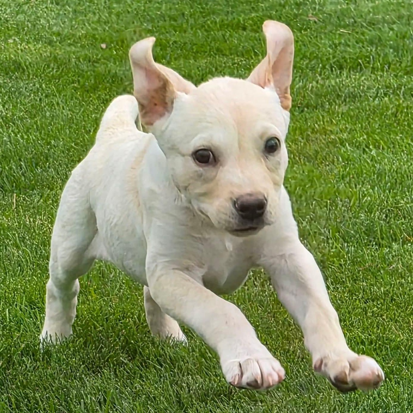 Enlarge Maverick, a Adoptable mixed breed in Kentwood, MI image 5/6