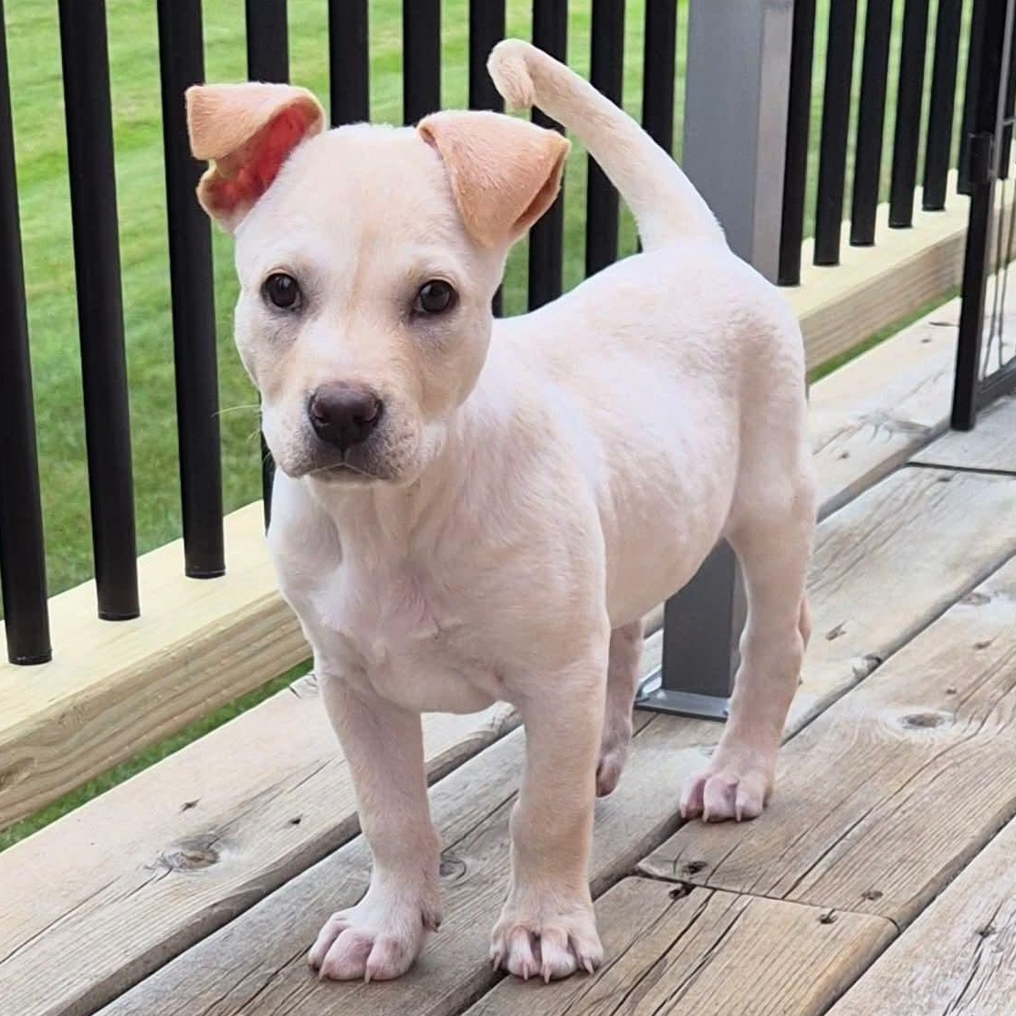 Maverick, Adoptable, Puppy Male Yellow Labrador Retriever.