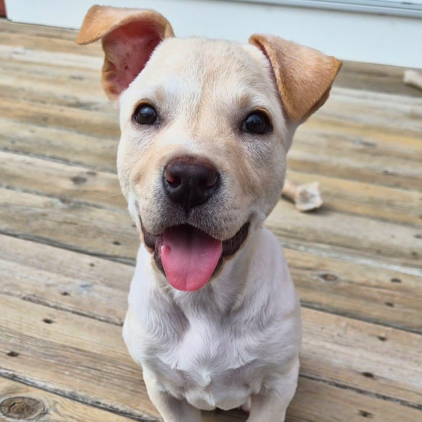 Enlarge Maverick, a Adoptable mixed breed in Kentwood, MI image 6/6