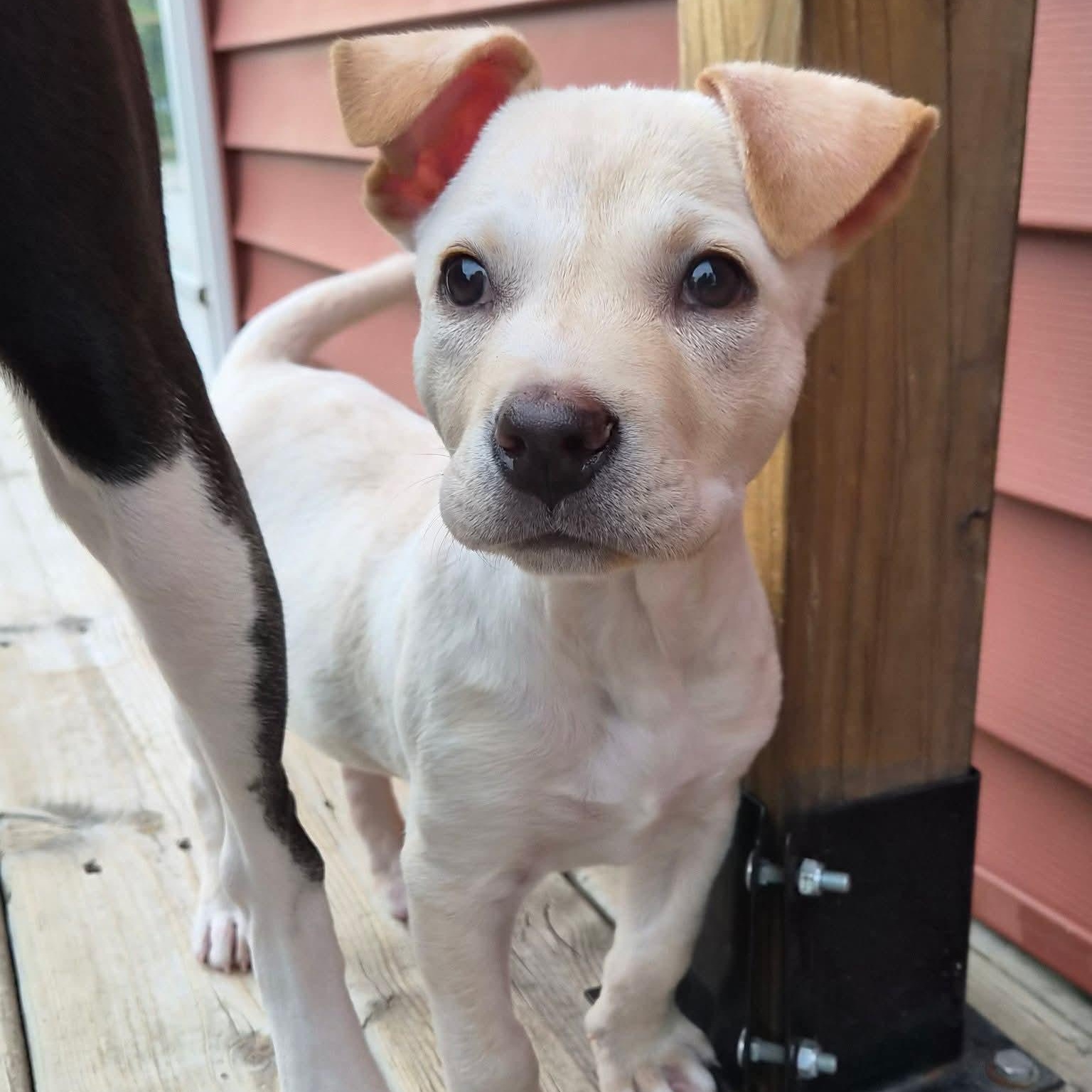 Enlarge Maverick, a Adoptable mixed breed in Kentwood, MI image 4/6