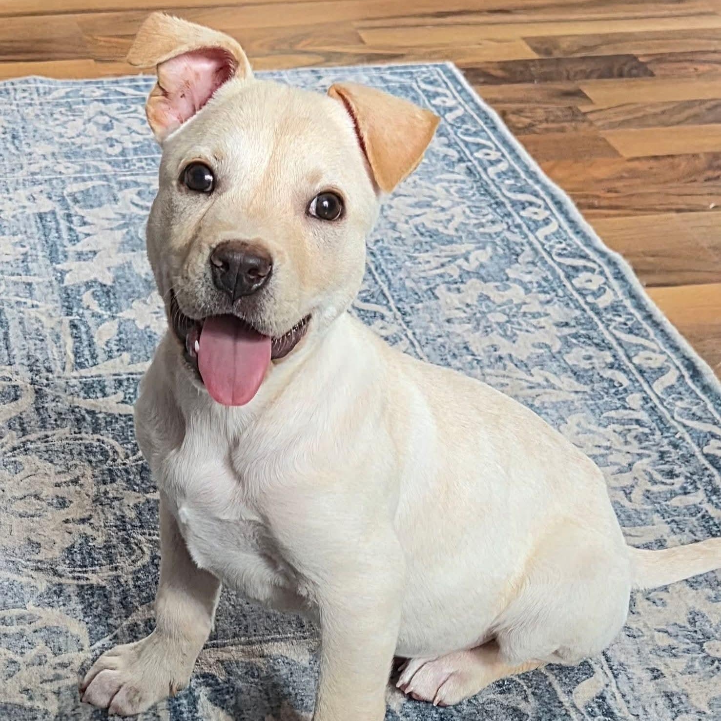 Enlarge Maverick, a Adoptable mixed breed in Kentwood, MI image 2/6