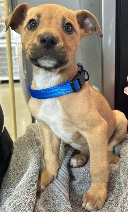 Enlarge Lucas Sinclair, a Adoptable mixed breed in Cibolo, TX image 1/1