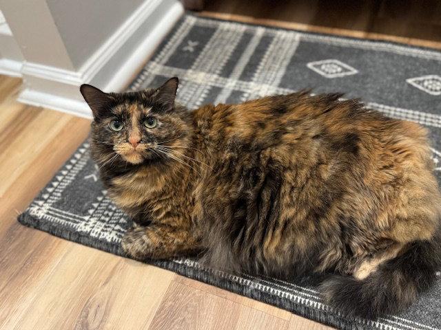 Enlarge Hocus Pocus, a Adoptable Tortoiseshell in Alpharetta, GA image 1/3