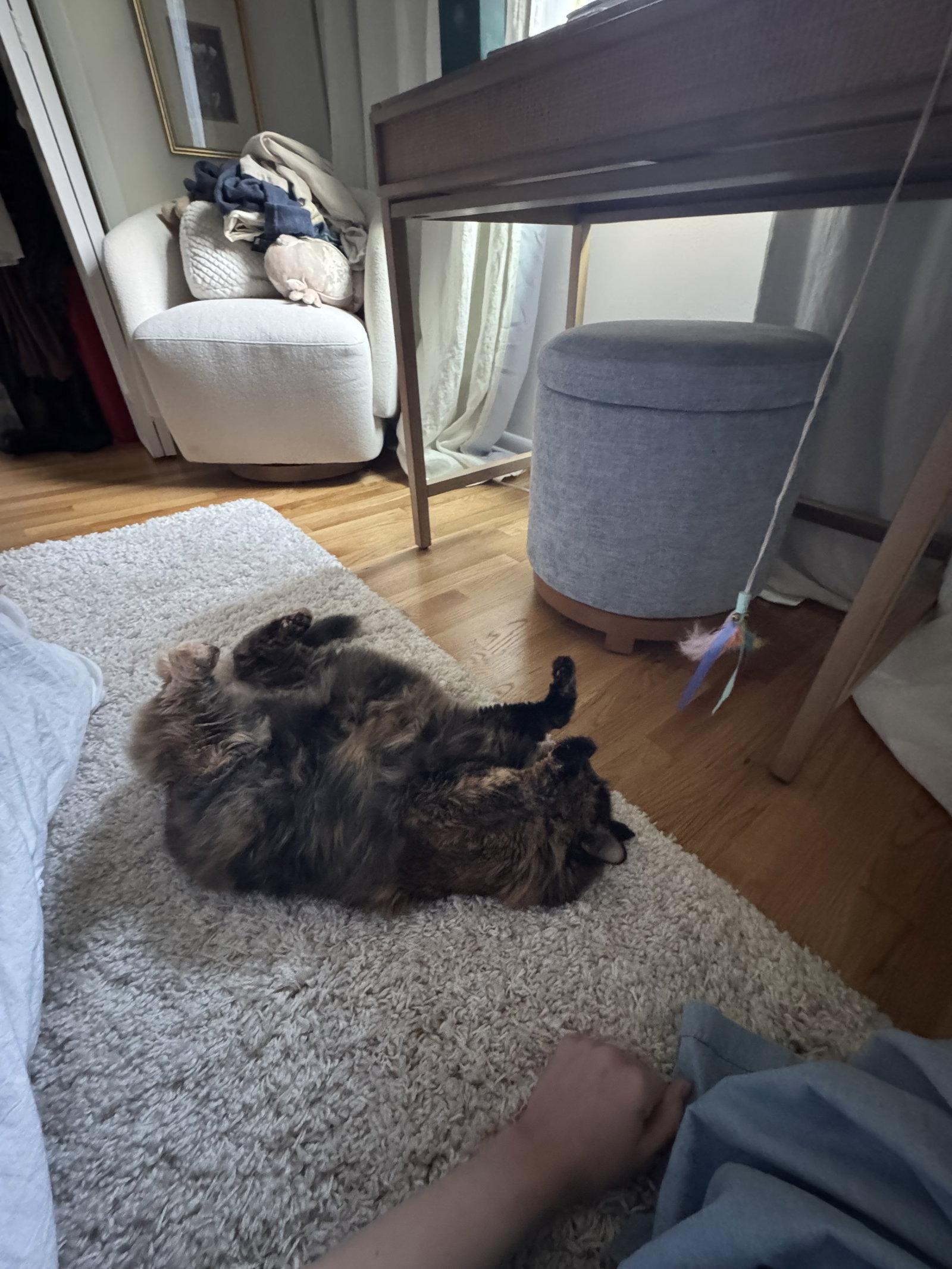 Enlarge Hocus Pocus, a Adoptable Tortoiseshell in Alpharetta, GA image 2/3