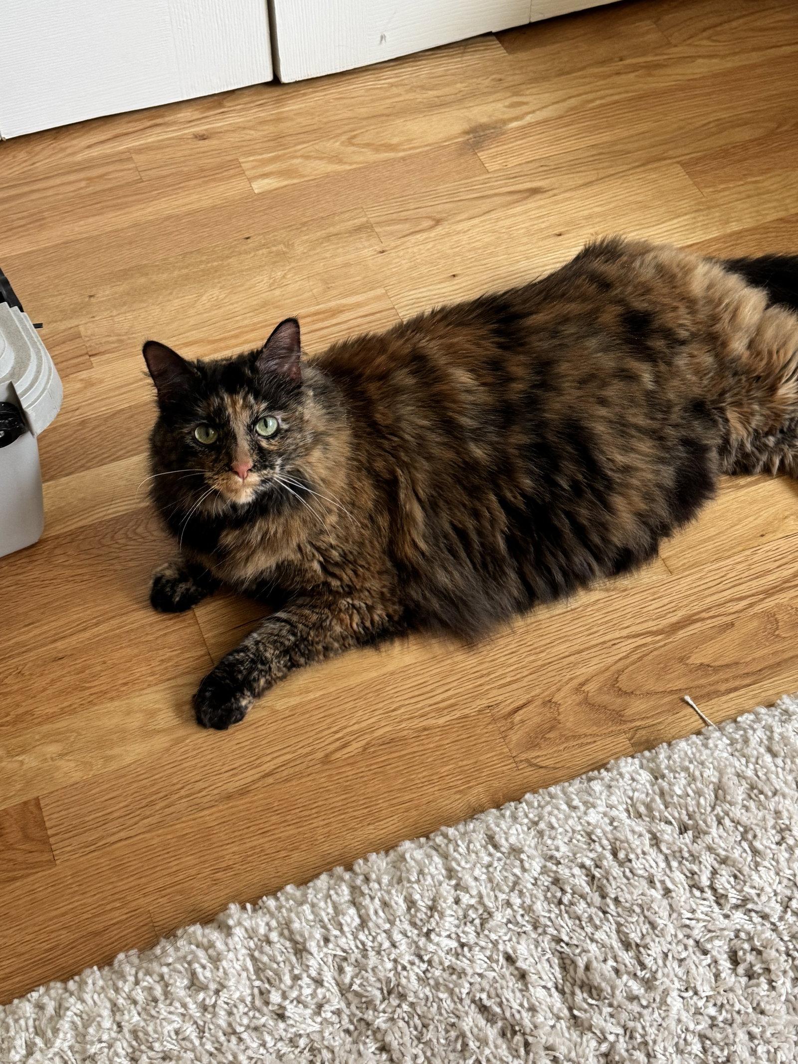 Enlarge Hocus Pocus, a Adoptable Tortoiseshell in Alpharetta, GA image 3/3