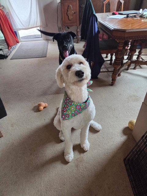 Dashie, Adoptable, Young Male Standard Poodle.