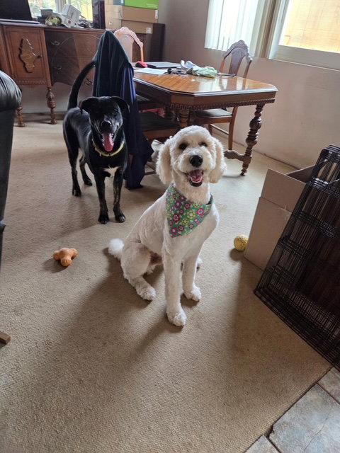 Enlarge Dashie, a Adoptable Standard Poodle in San Diego, CA image 2/3