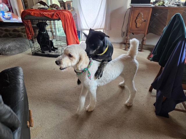 Enlarge Dashie, a Adoptable Standard Poodle in San Diego, CA image 3/3