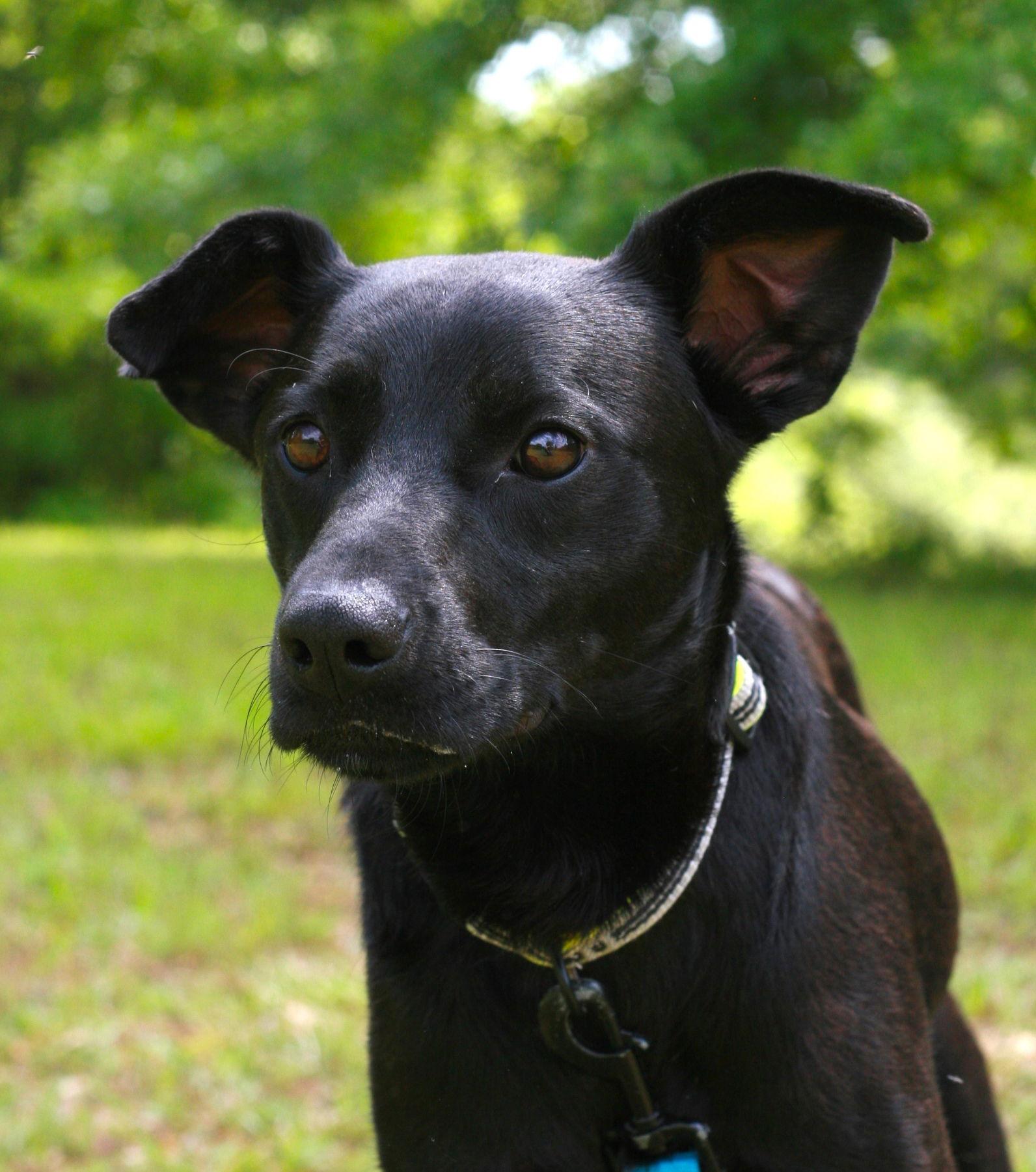 Enlarge Onyx, a Adoptable mixed breed in Attalla, AL image 1/3
