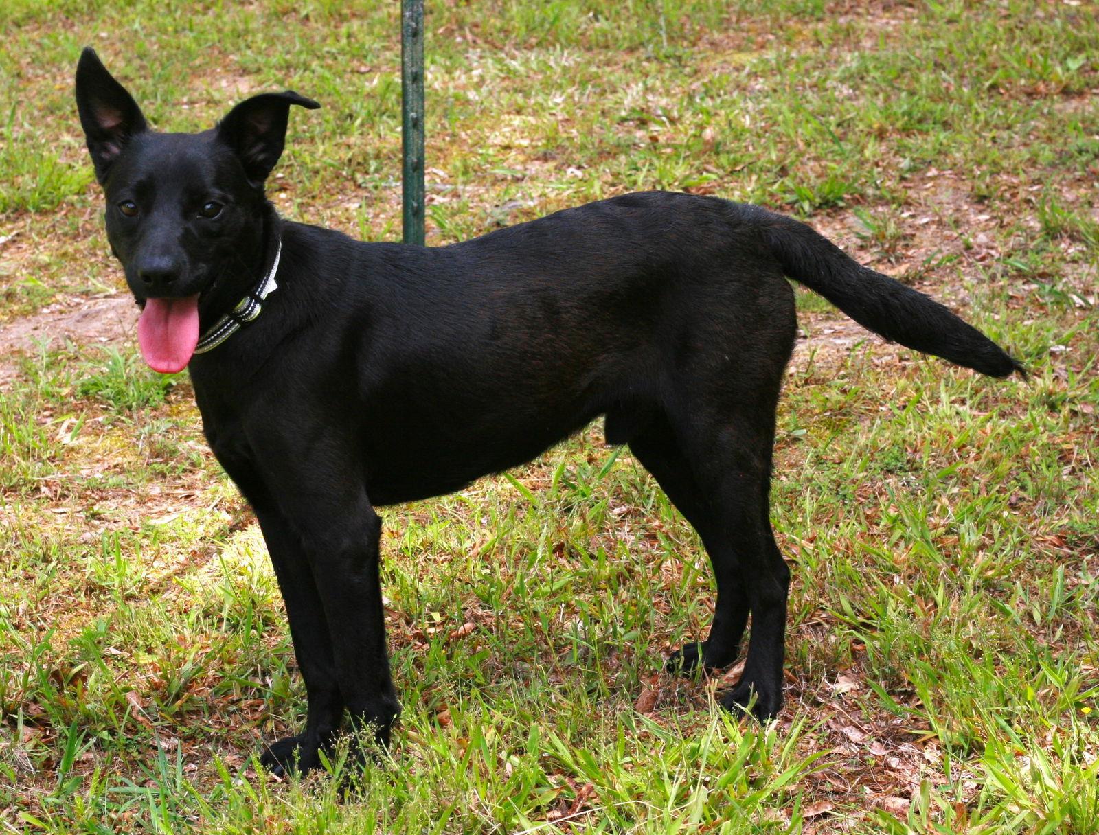 Enlarge Onyx, a Adoptable mixed breed in Attalla, AL image 2/3