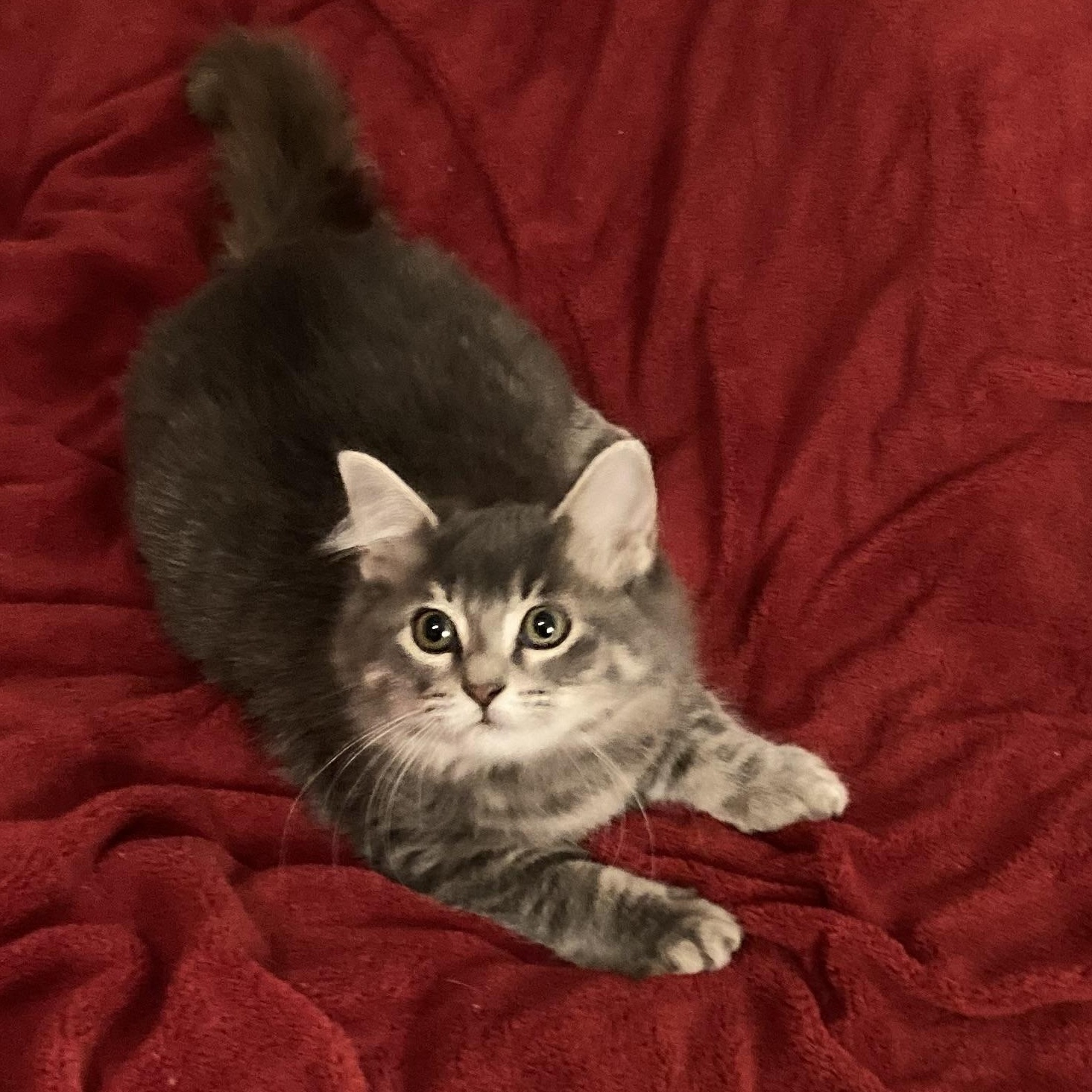 Serenity Cloud, an adopted mixed breed in East Haven, CT image 3/5