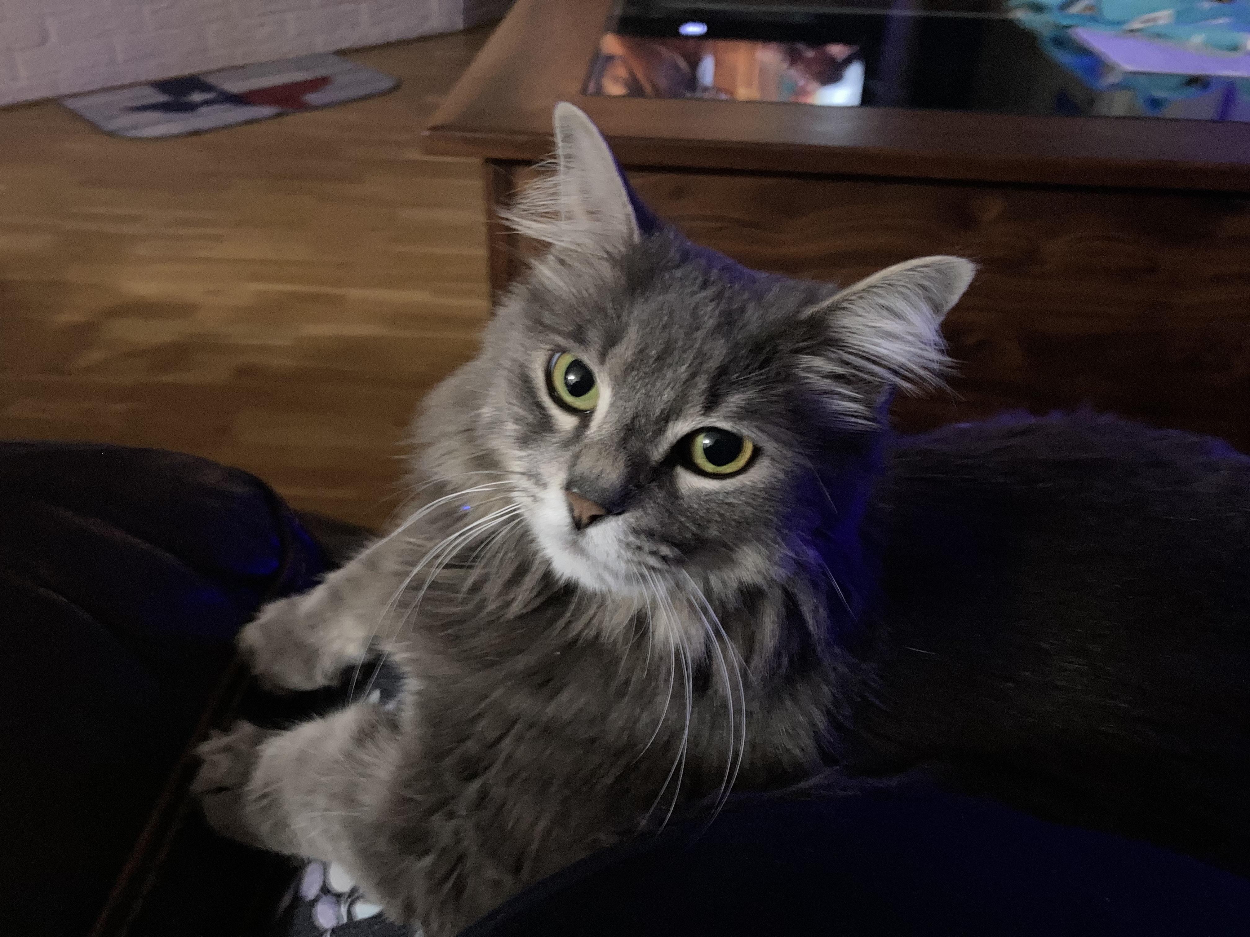 Serenity Cloud, adopted, Adult Female Domestic Medium Hair & Munchkin.