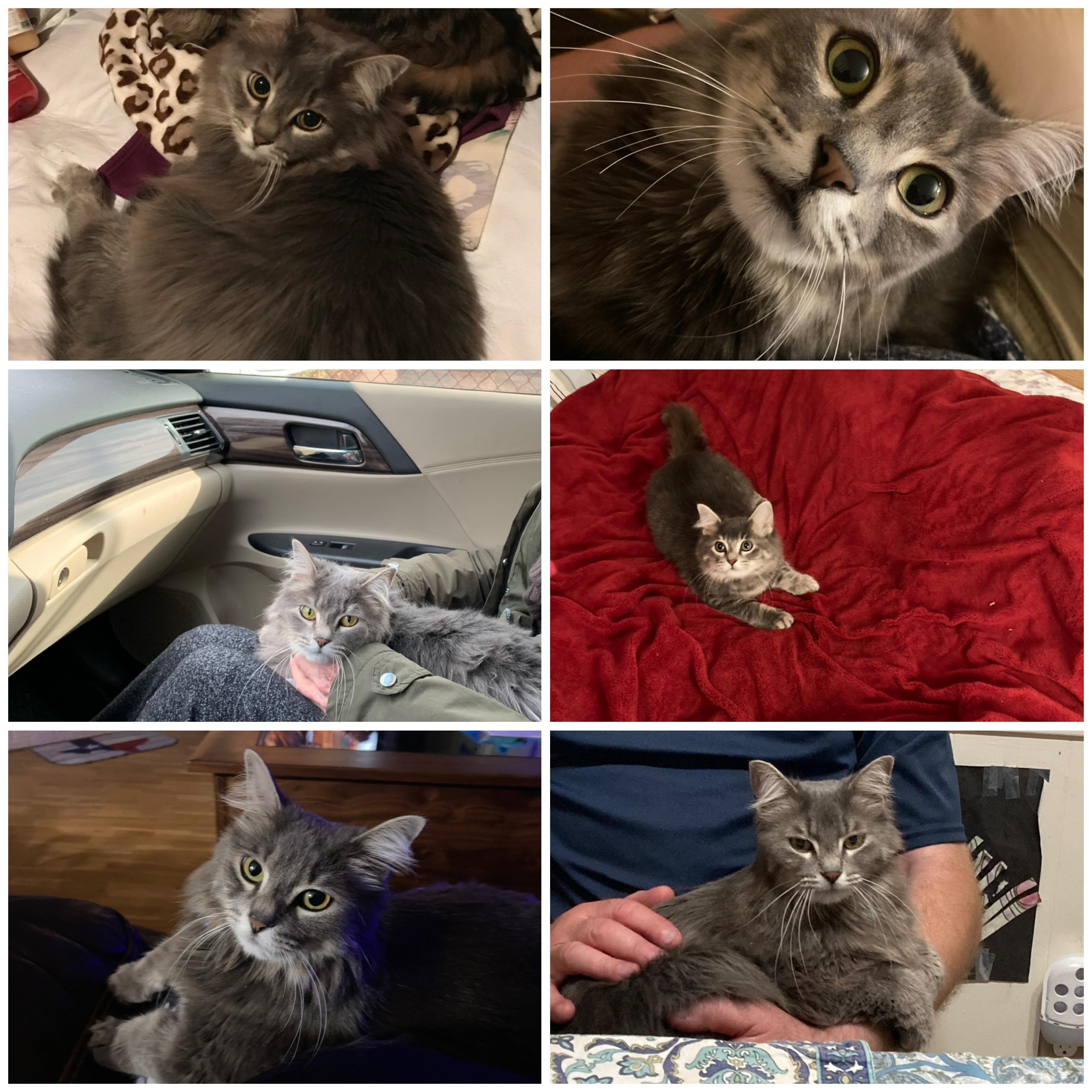 Serenity Cloud, an adopted mixed breed in East Haven, CT image 5/5