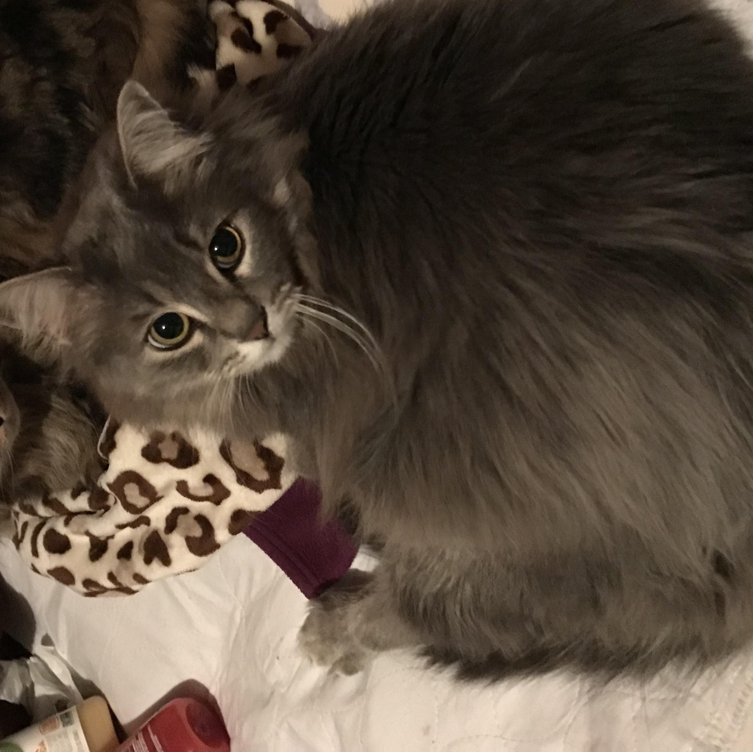 Serenity Cloud, an adopted mixed breed in East Haven, CT image 4/5