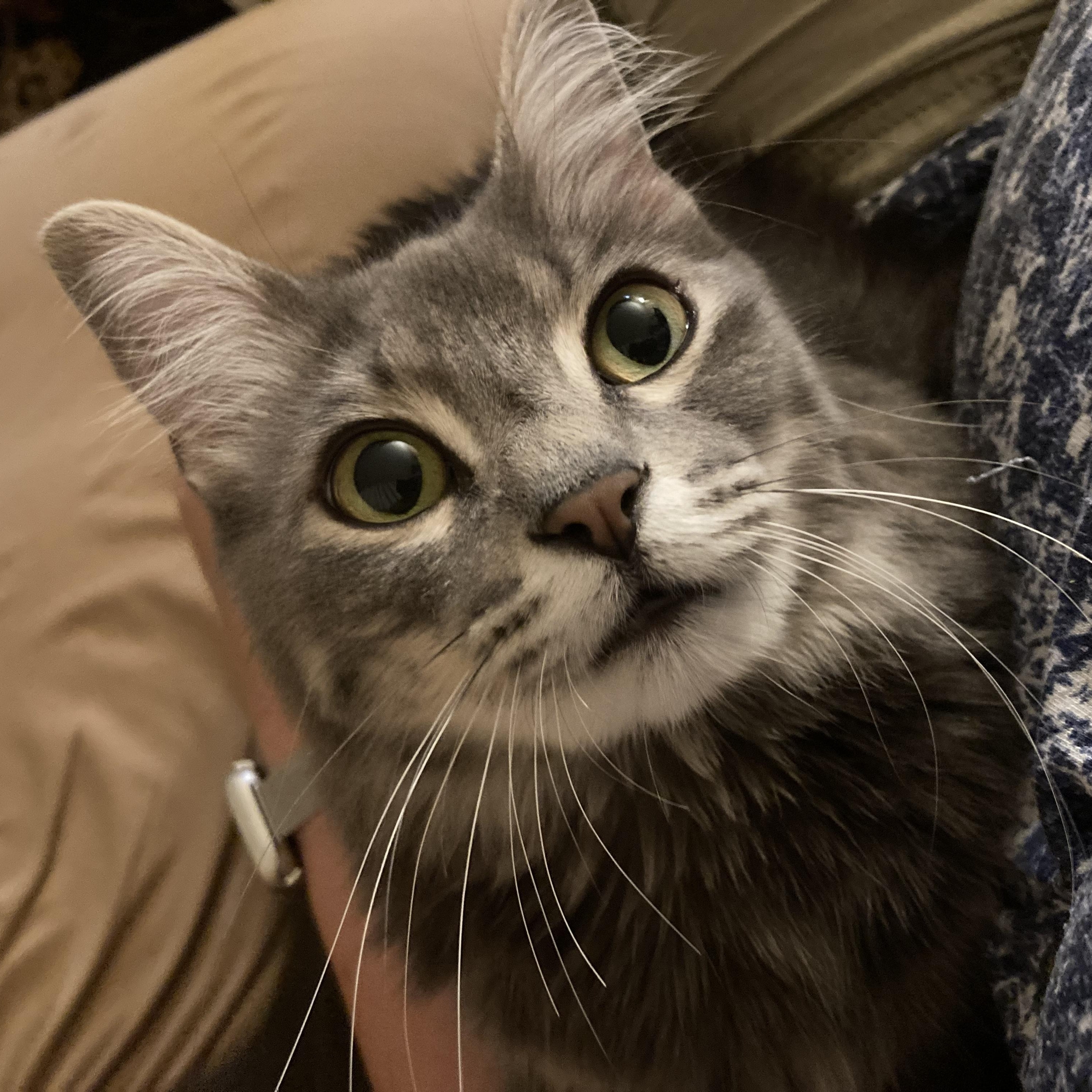 Serenity Cloud, an adopted mixed breed in East Haven, CT image 2/5