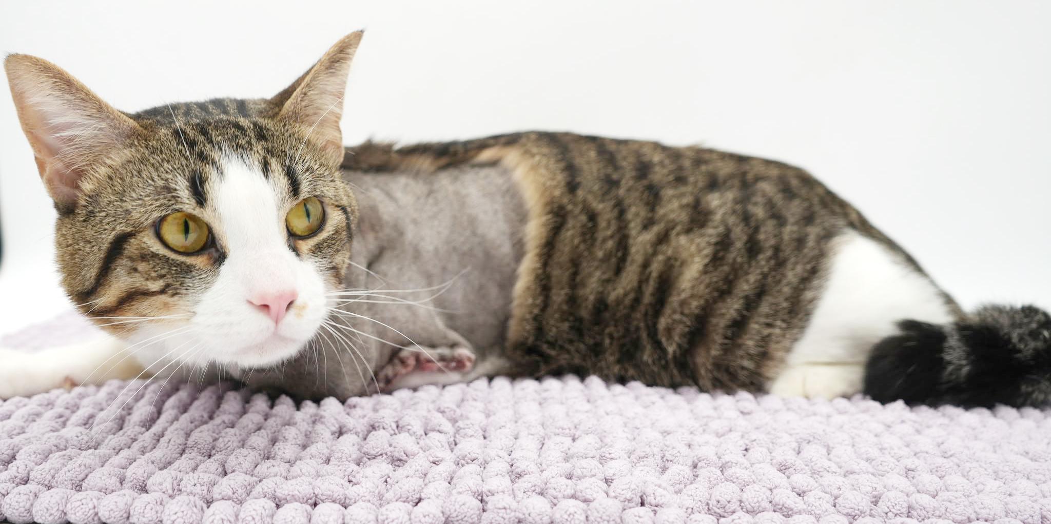 Enlarge Milo is a TRIPOD angel - wow this is special cuddle boy, a Adoptable mixed breed in Bedford Hills, NY image 4/6