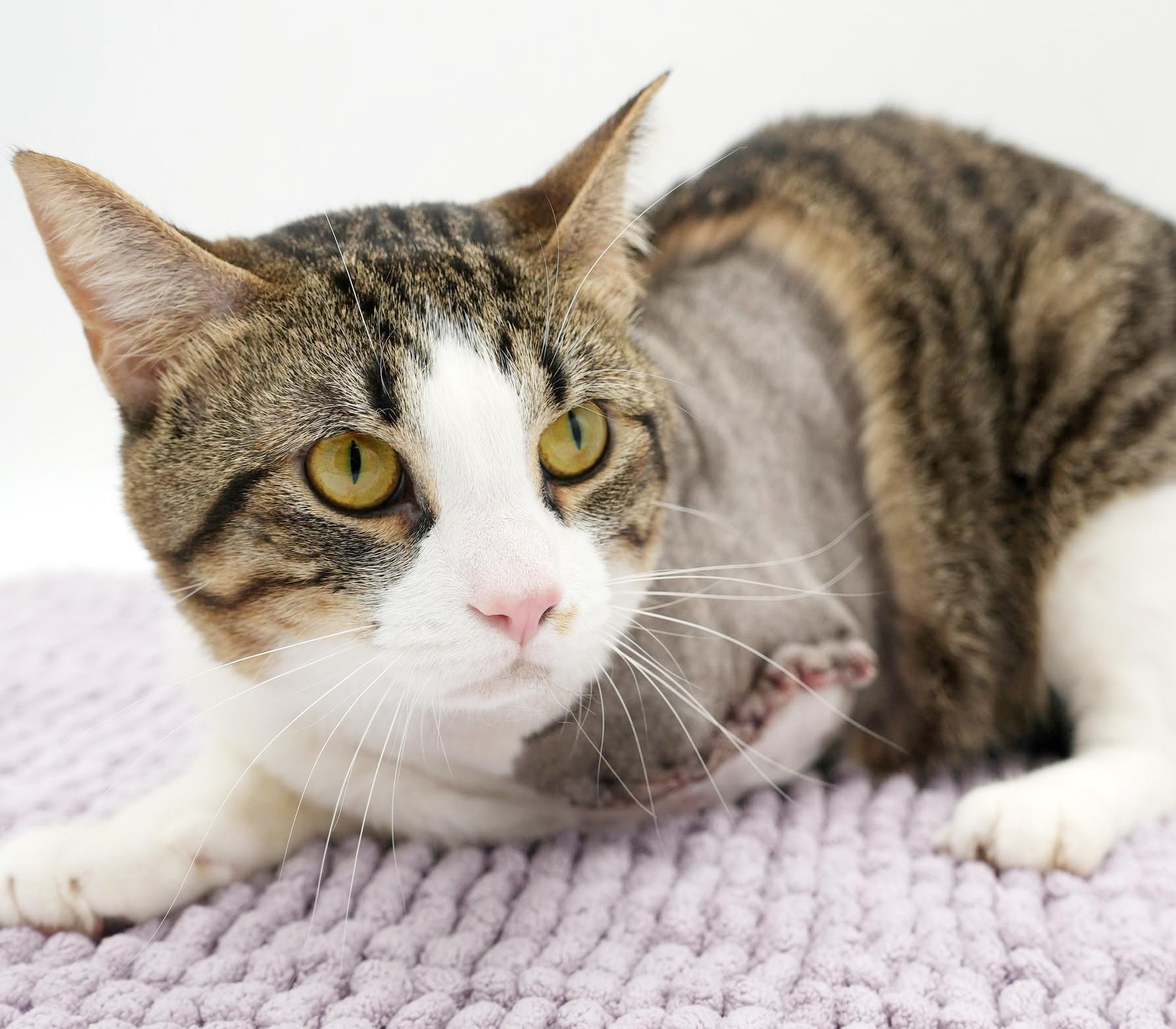 Enlarge Milo is a TRIPOD angel - wow this is special cuddle boy, a Adoptable mixed breed in Bedford Hills, NY image 3/6