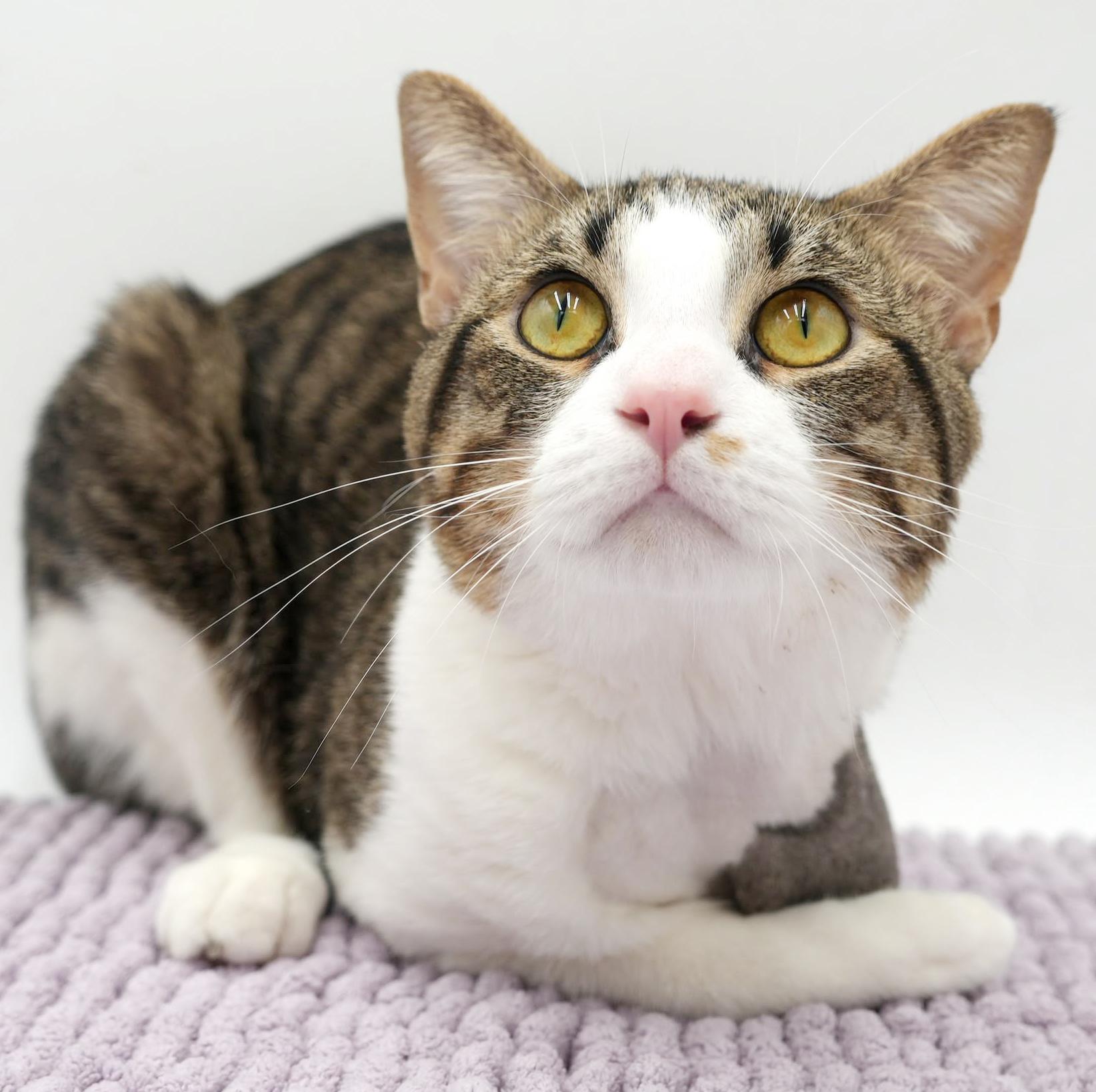 Enlarge Milo is a TRIPOD angel - wow this is special cuddle boy, a Adoptable mixed breed in Bedford Hills, NY image 6/6