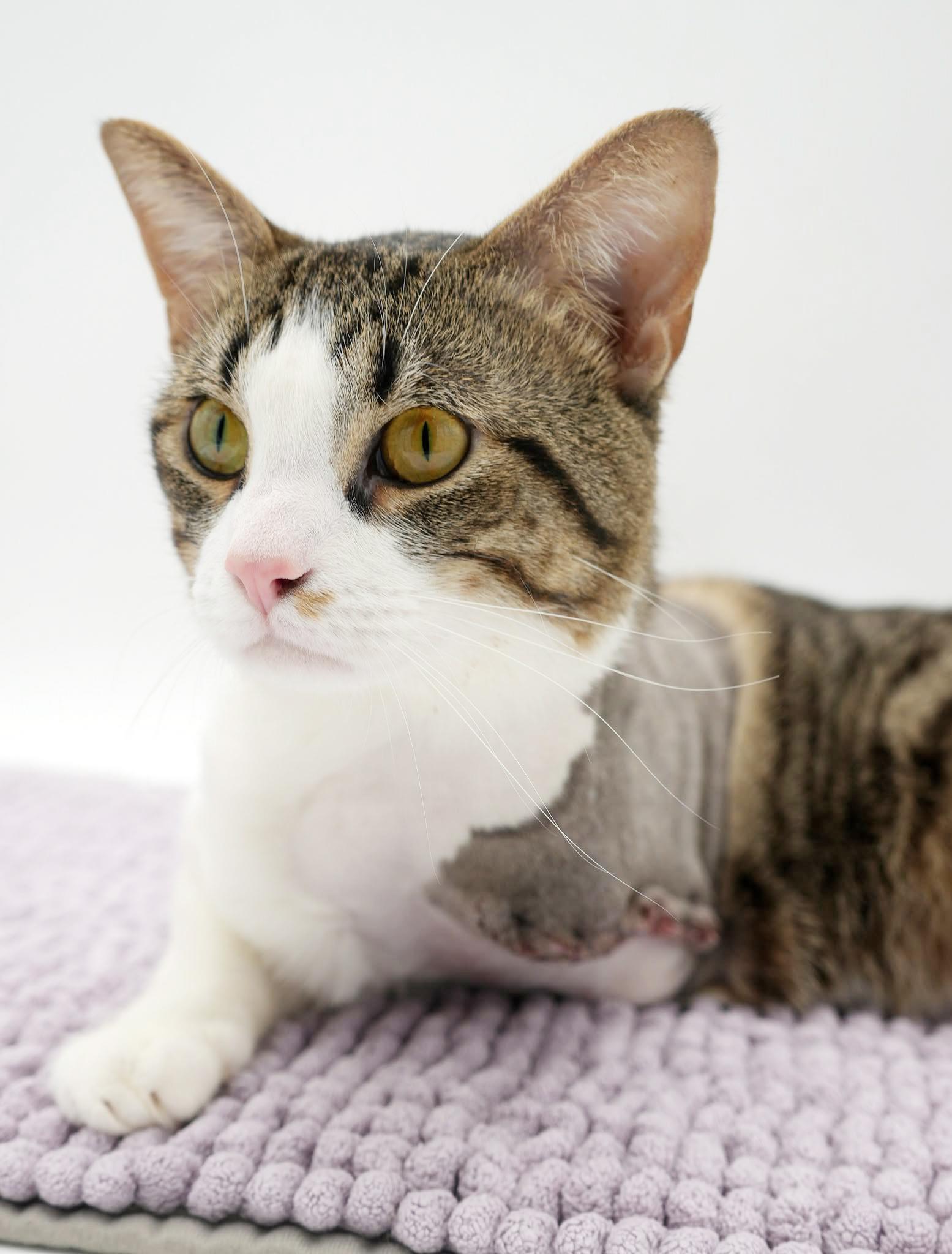 Enlarge Milo is a TRIPOD angel - wow this is special cuddle boy, a Adoptable mixed breed in Bedford Hills, NY image 1/6