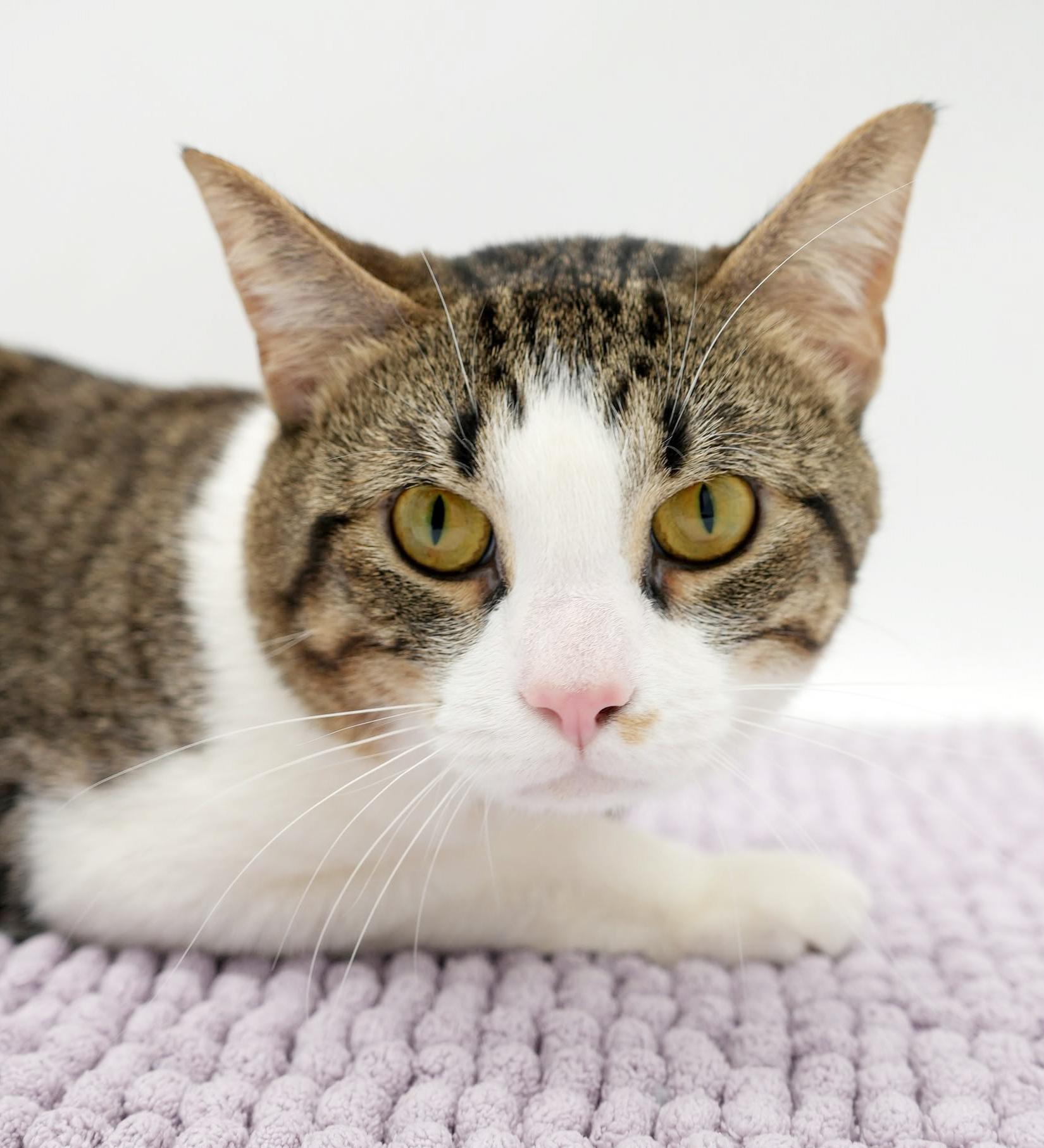 Enlarge Milo is a TRIPOD angel - wow this is special cuddle boy, a Adoptable mixed breed in Bedford Hills, NY image 2/6