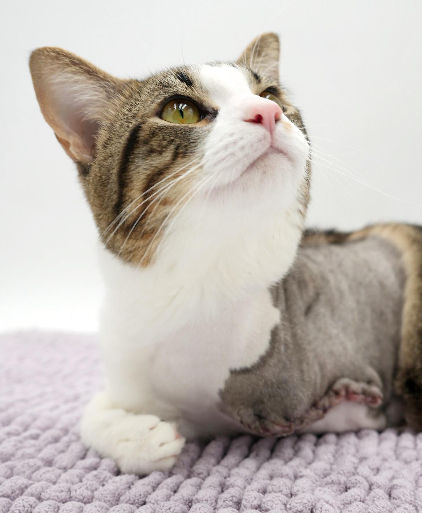 Enlarge Milo is a TRIPOD angel - wow this is special cuddle boy, a Adoptable mixed breed in Bedford Hills, NY image 5/6