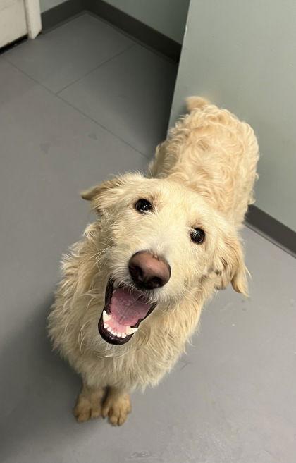 Rowdy (6944), Adopted, Adult Male Golden Retriever & Standard Poodle.
