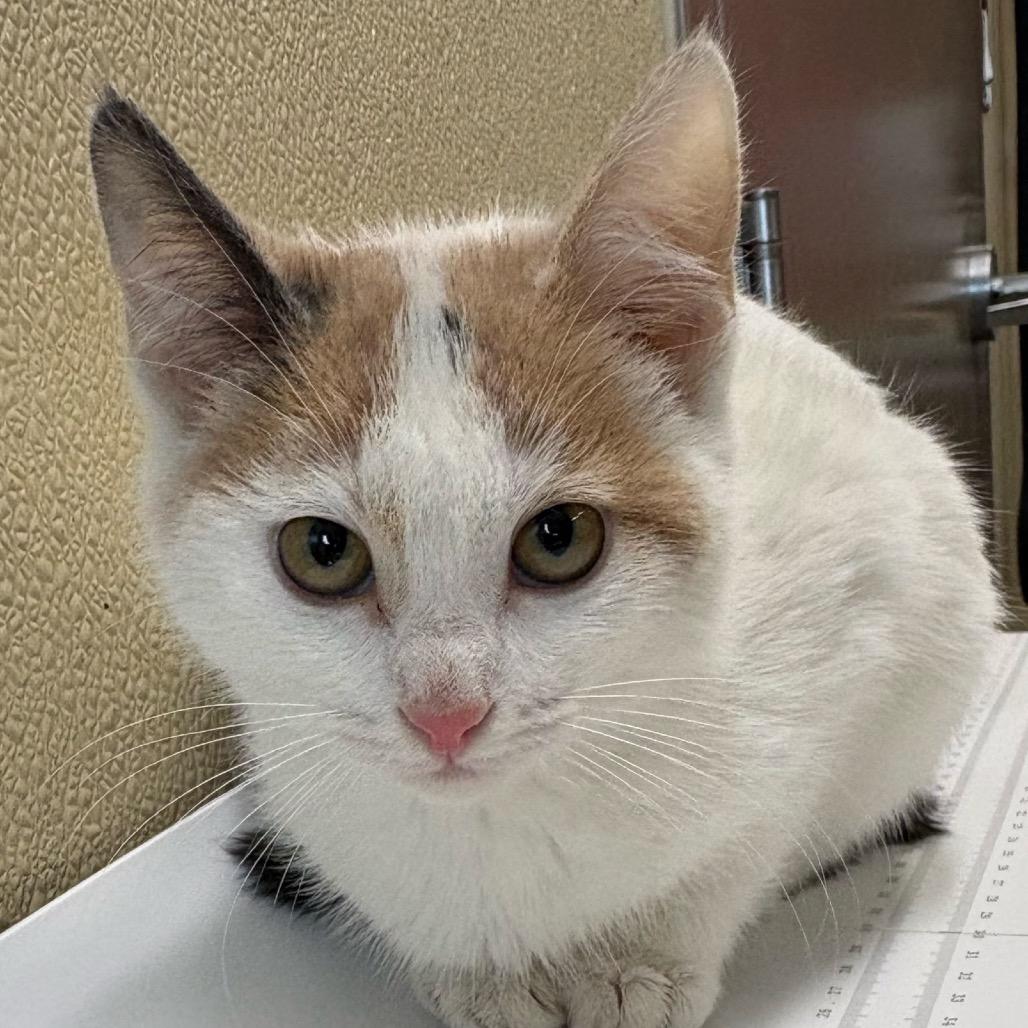 Enlarge Monica, a Adoptable Domestic Short Hair in Saskatoon, SK image 1/3