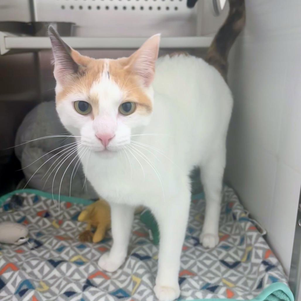 Enlarge Monica, a Adoptable Domestic Short Hair in Saskatoon, SK image 2/3