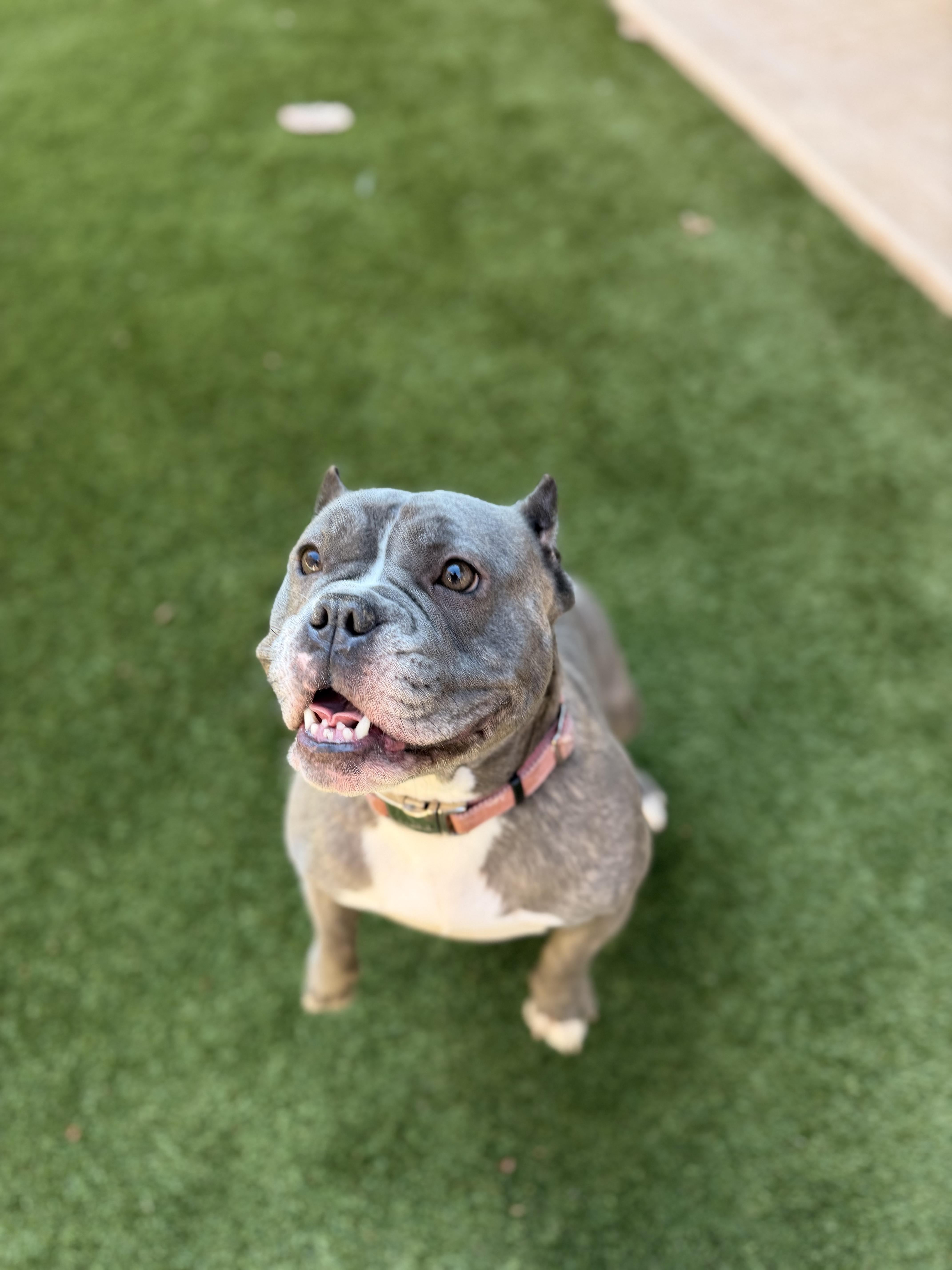 Luna, adopted, Adult Female American Bully.