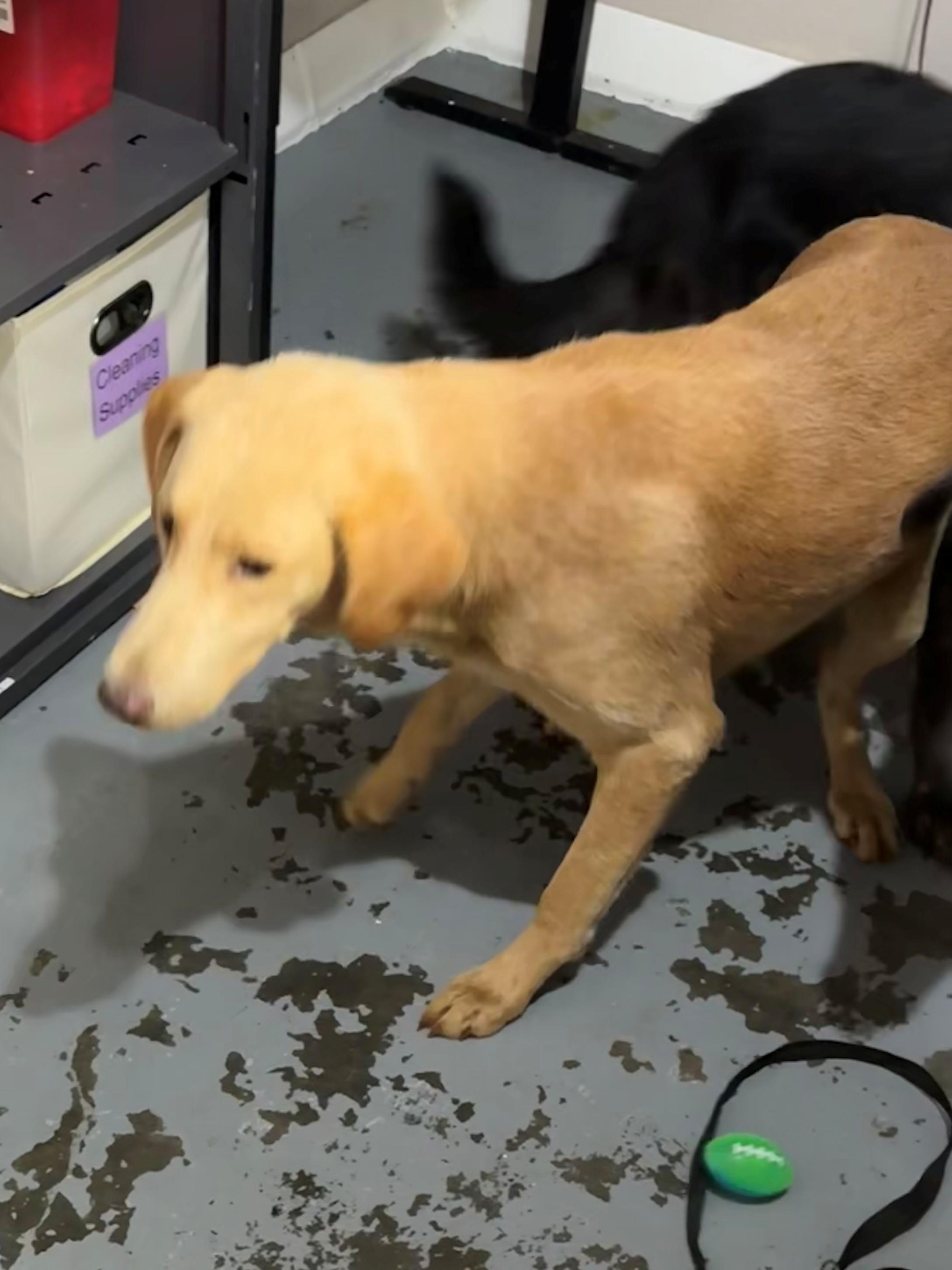 John, adoptable, Young Male Yellow Labrador Retriever.