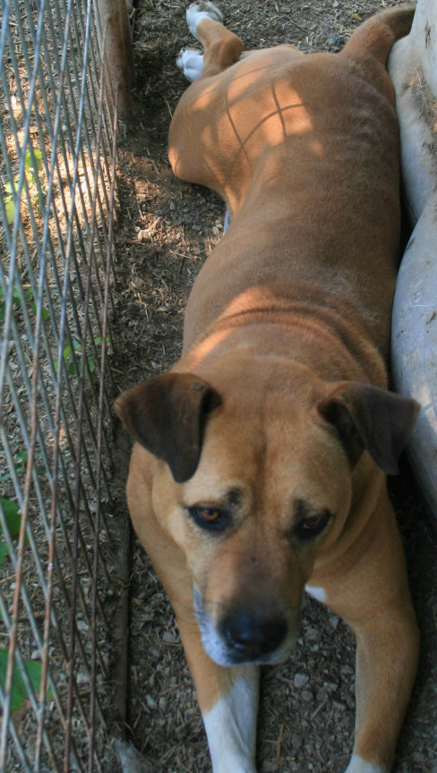 Houston, a Adoptable mixed breed in Jasonville, IN image 1/4