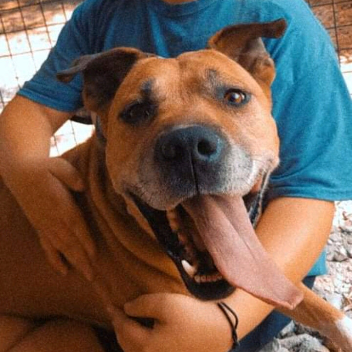 Houston, an adoptable Bullmastiff in Jasonville, IN, 47438 | Photo Image 1