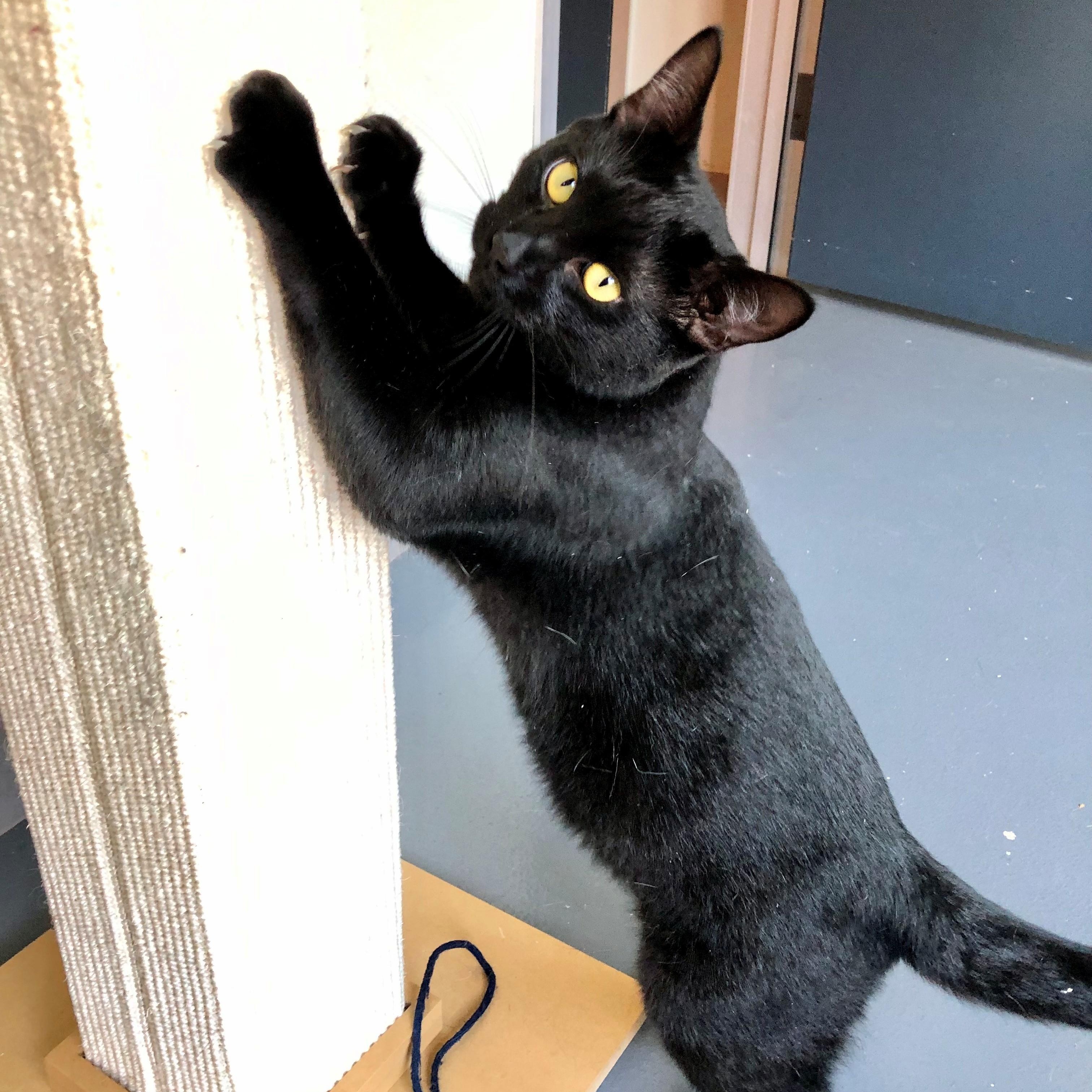 Remy, an adopted Domestic Short Hair in Lodi, CA image 3/4