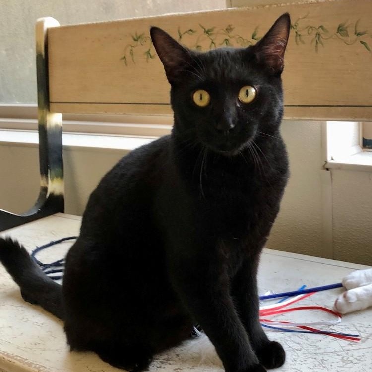 Remy, an adopted Domestic Short Hair in Lodi, CA image 1/4