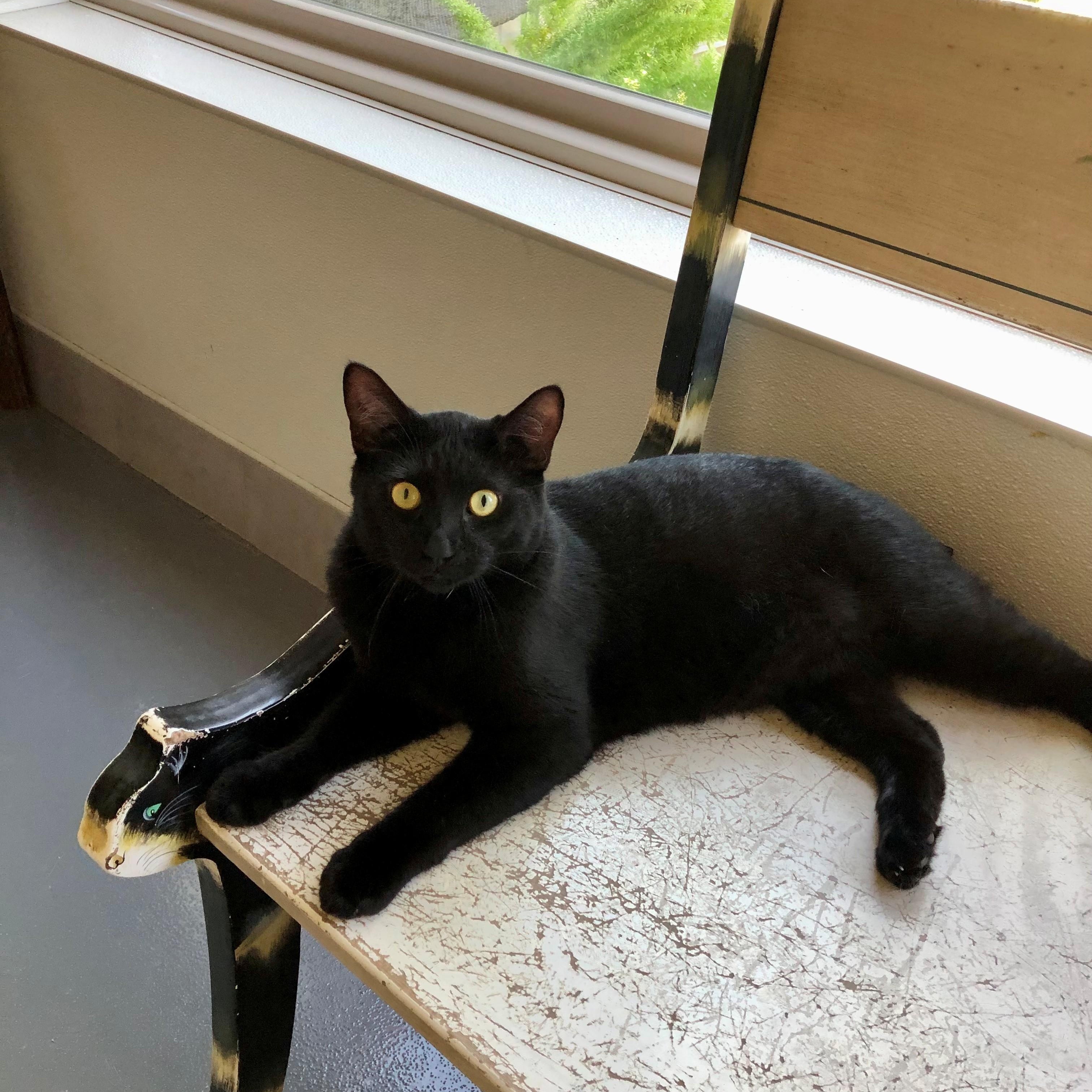 Remy, an adopted Domestic Short Hair in Lodi, CA image 2/4