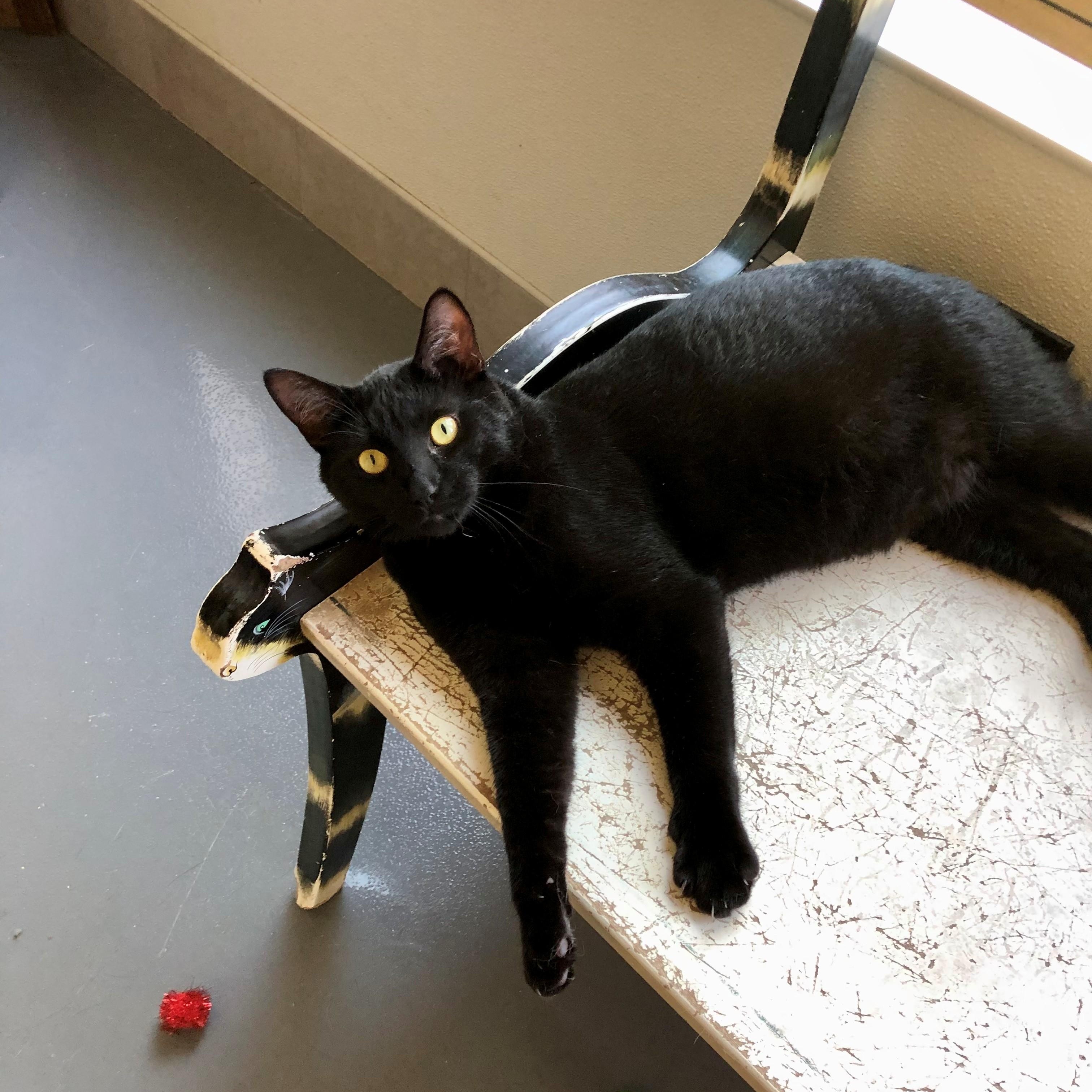 Remy, an adopted Domestic Short Hair in Lodi, CA image 4/4