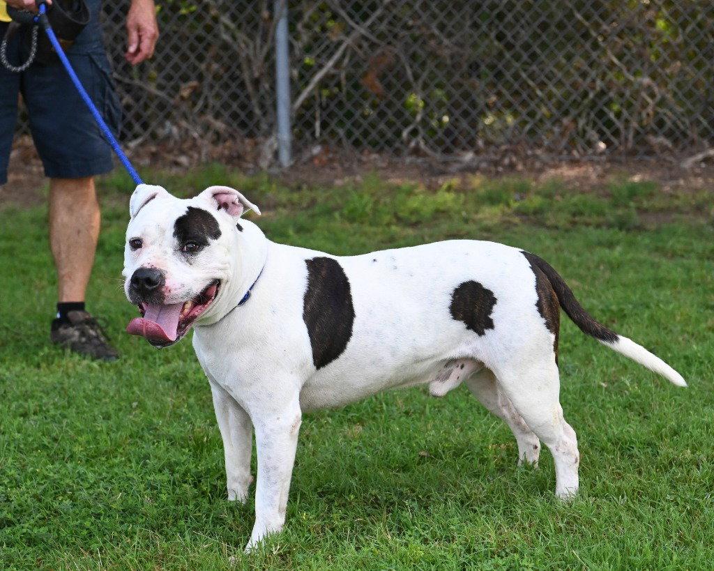DI 90 Harbor, Adoptable, Young Male Pit Bull Terrier.