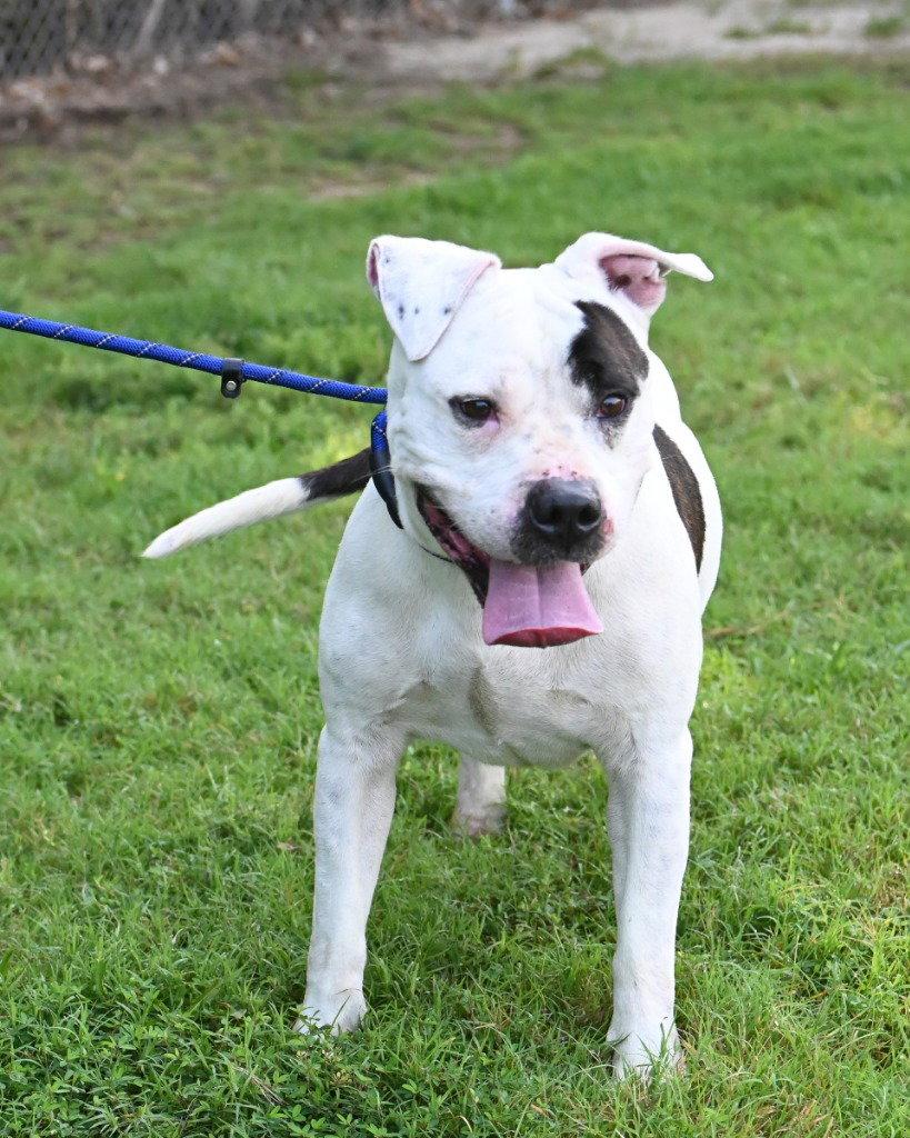 DI 90 Harbor, a Adoptable Pit Bull Terrier in Glen Allen, VA image 2/3