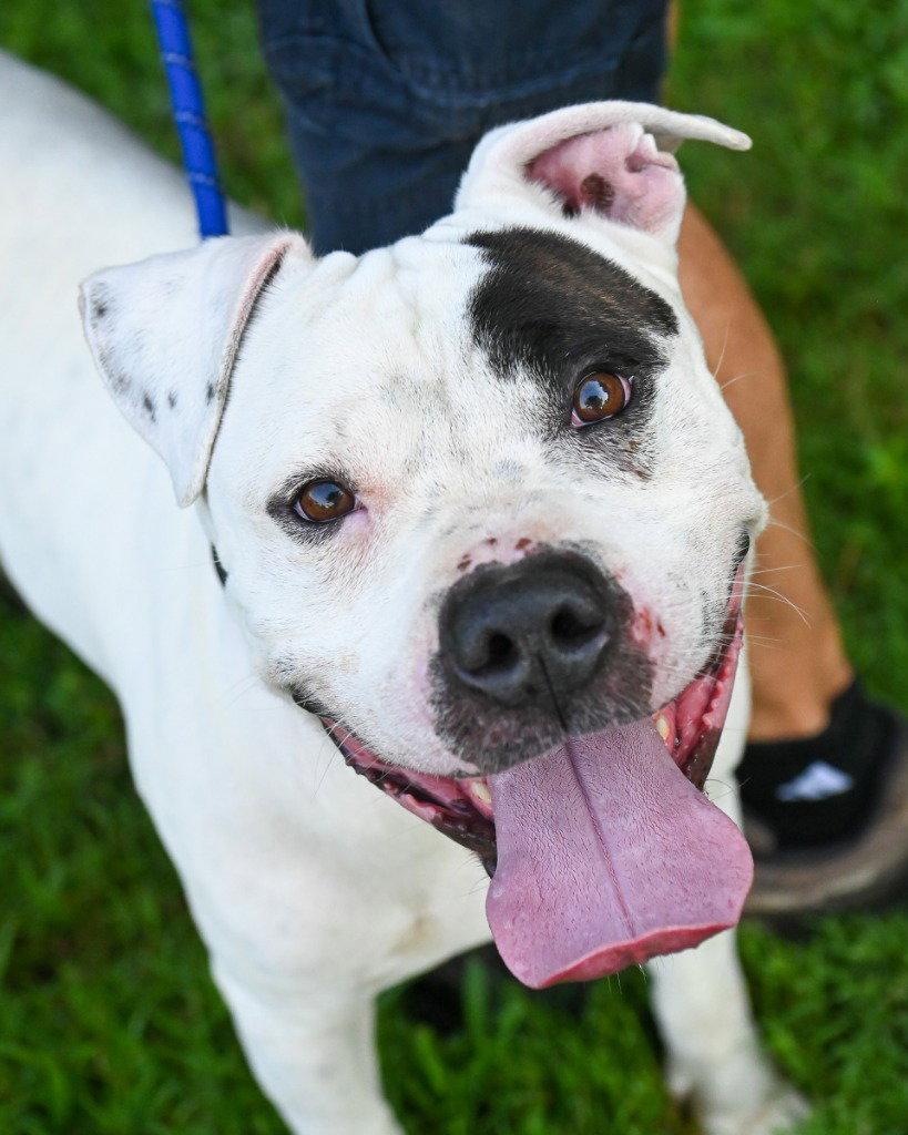 DI 90 Harbor, a Adoptable Pit Bull Terrier in Glen Allen, VA image 3/3