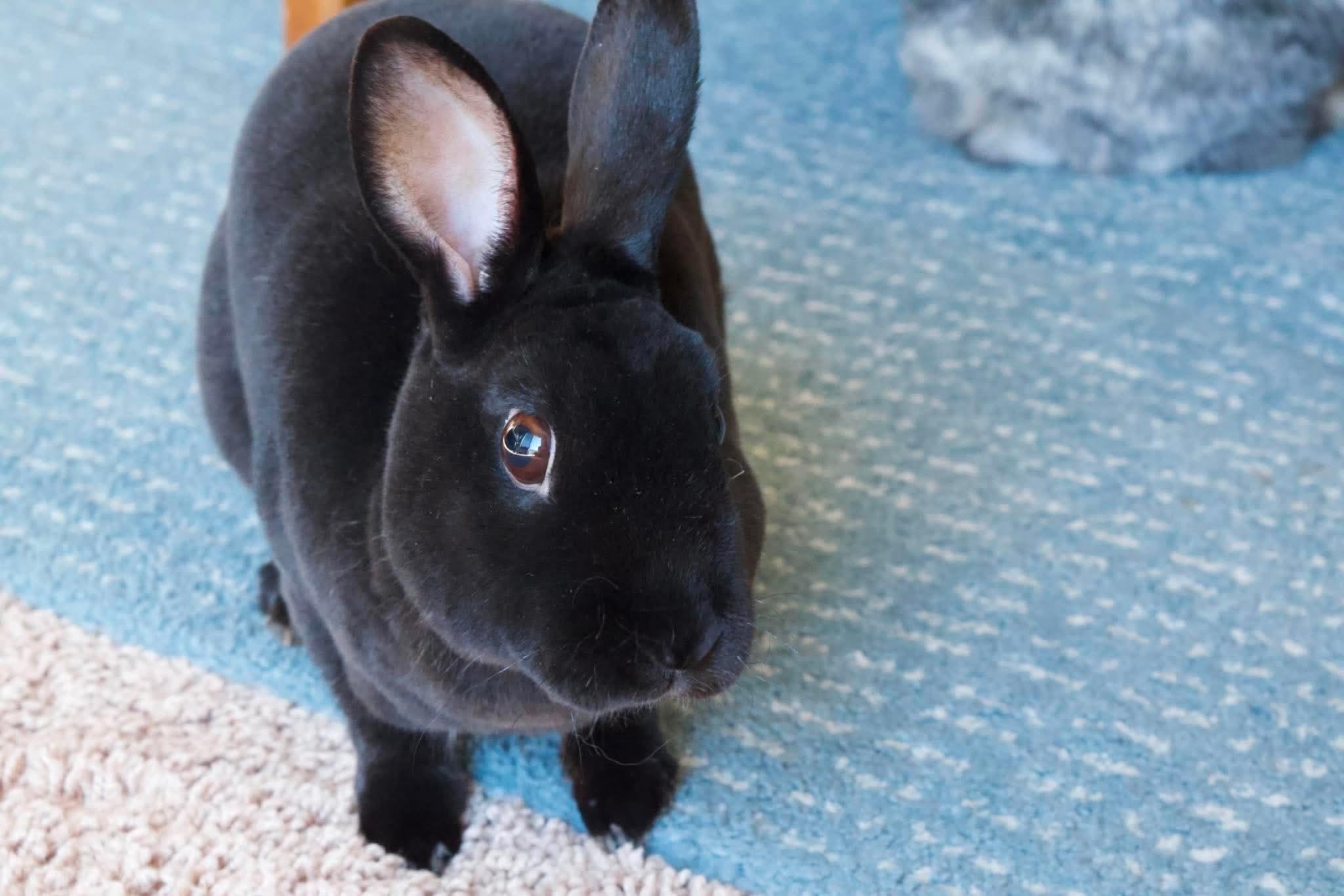 Blitz, adopted, Adult Male Mini Rex.