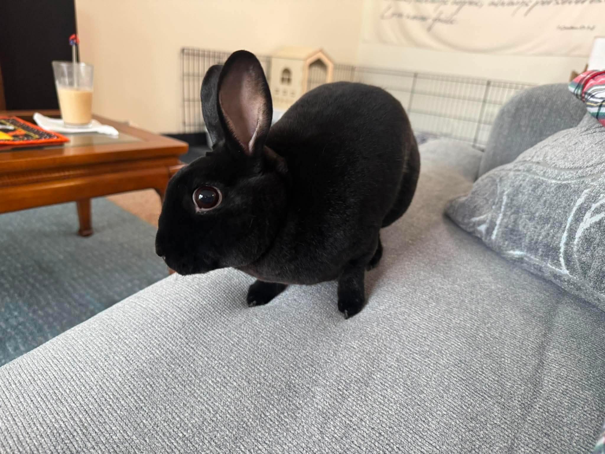 Enlarge Blitz, an adopted Mini Rex in Omaha, NE image 2/5
