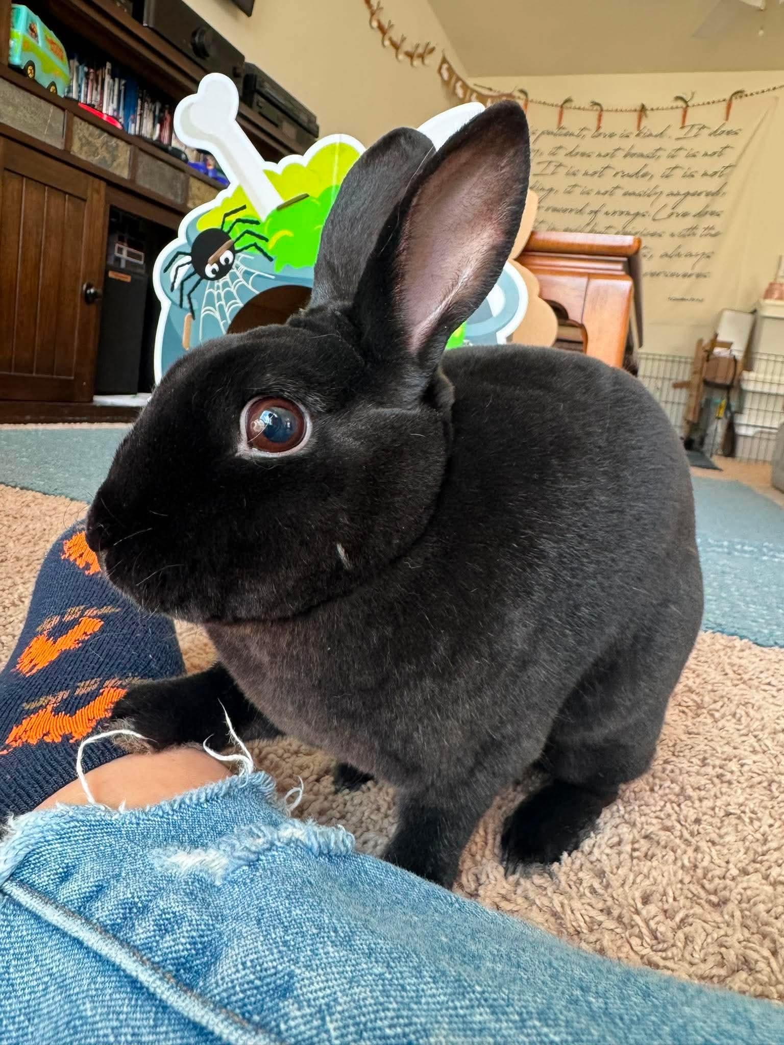 Enlarge Blitz, an adopted Mini Rex in Omaha, NE image 3/5